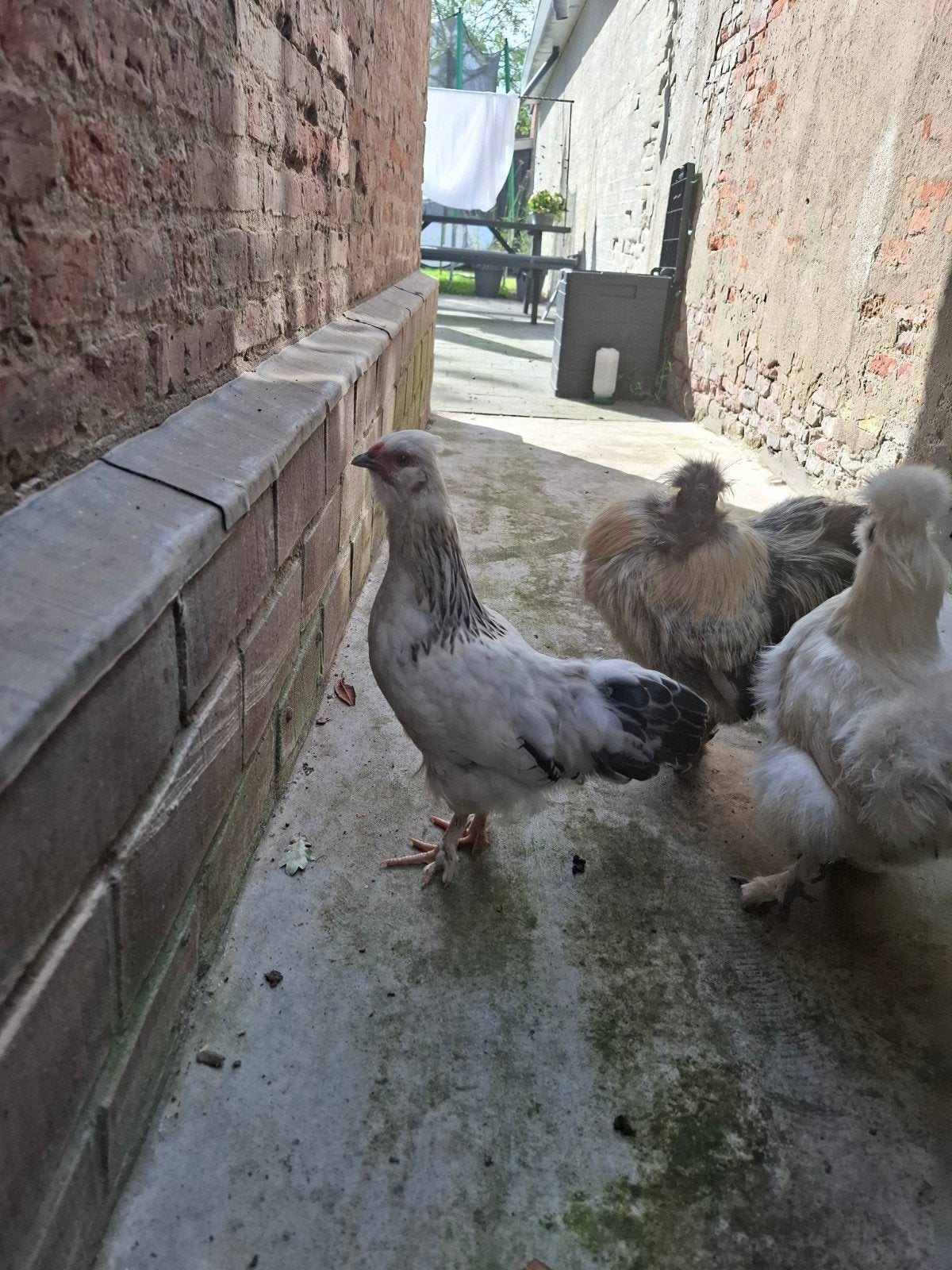 haantje 6 mei mix kriel zijdehoen kriel wyandotte, Dieren en Toebehoren, Pluimvee, Mannelijk, Kip