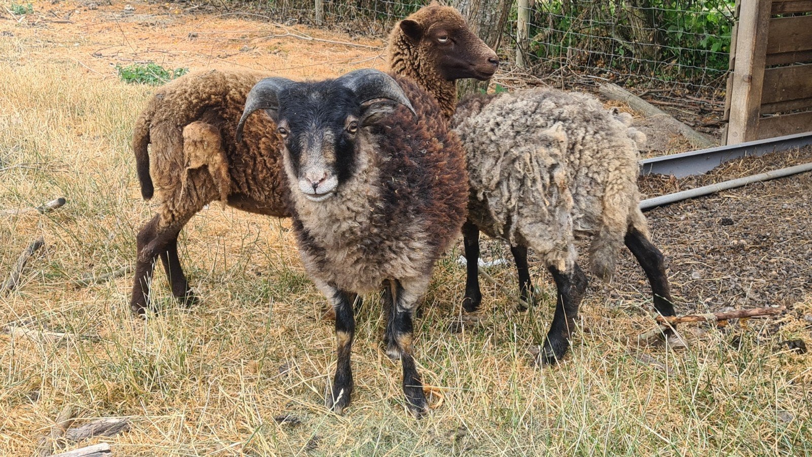 Zwartschimmel ouessant ram 2026, Dieren en Toebehoren, Mannelijk, Schaap, 0 tot 2 jaar