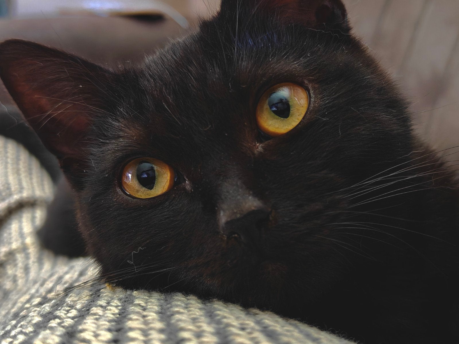 Fuzzy zoekt een nieuw huis, Dieren en Toebehoren, Katten en Kittens | Raskatten | Korthaar, Kater, Gechipt, 0 tot 2 jaar