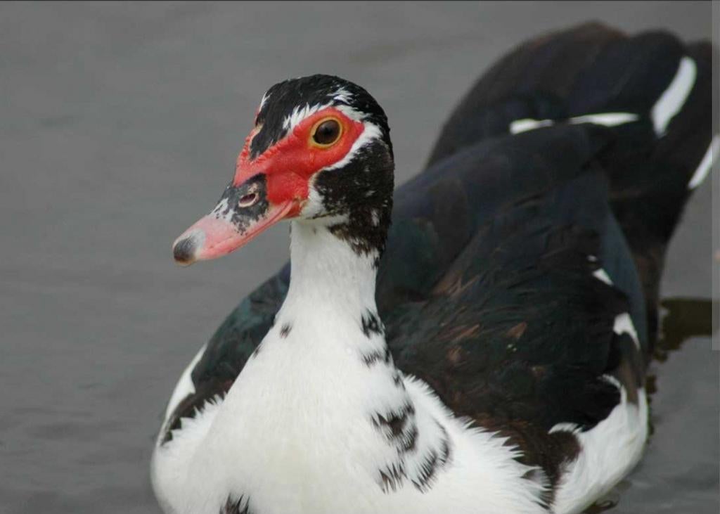 Broedeieren Muskuseend, Dieren en Toebehoren, Pluimvee, Geslacht onbekend, Kip