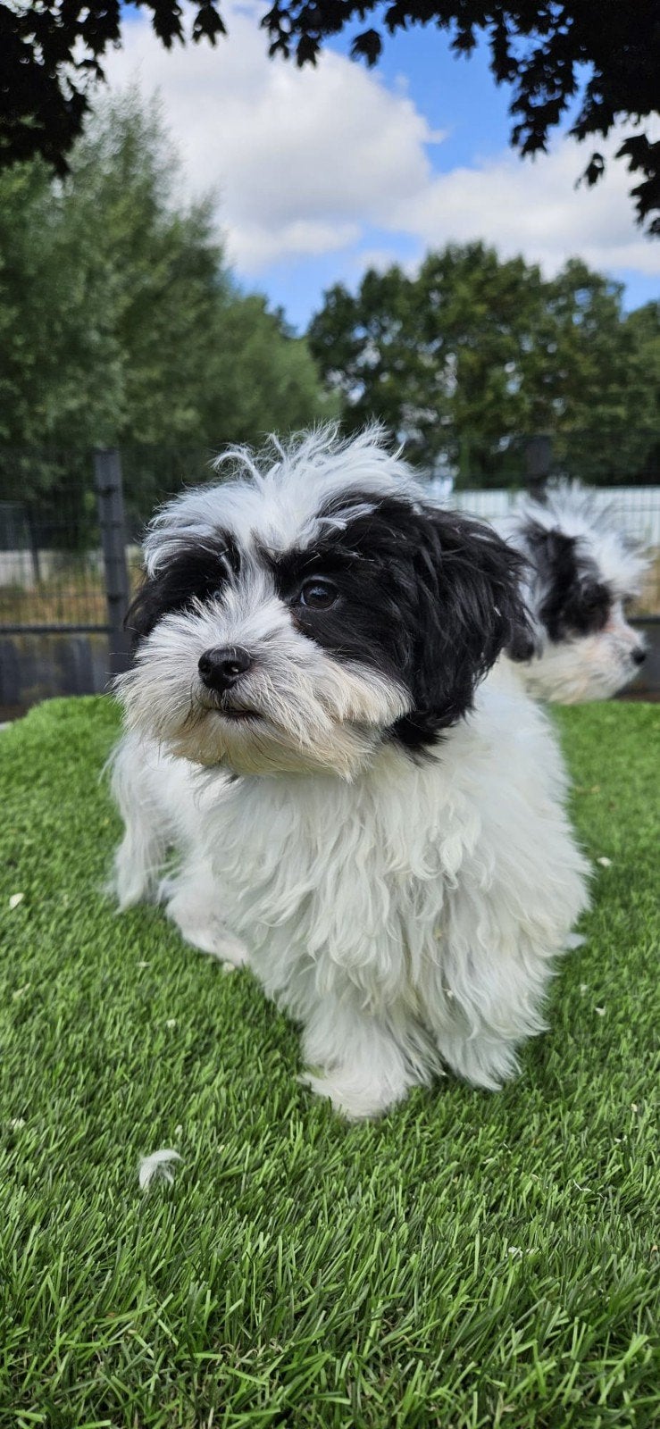 Te koop leuke puber boomer mix poedel pups