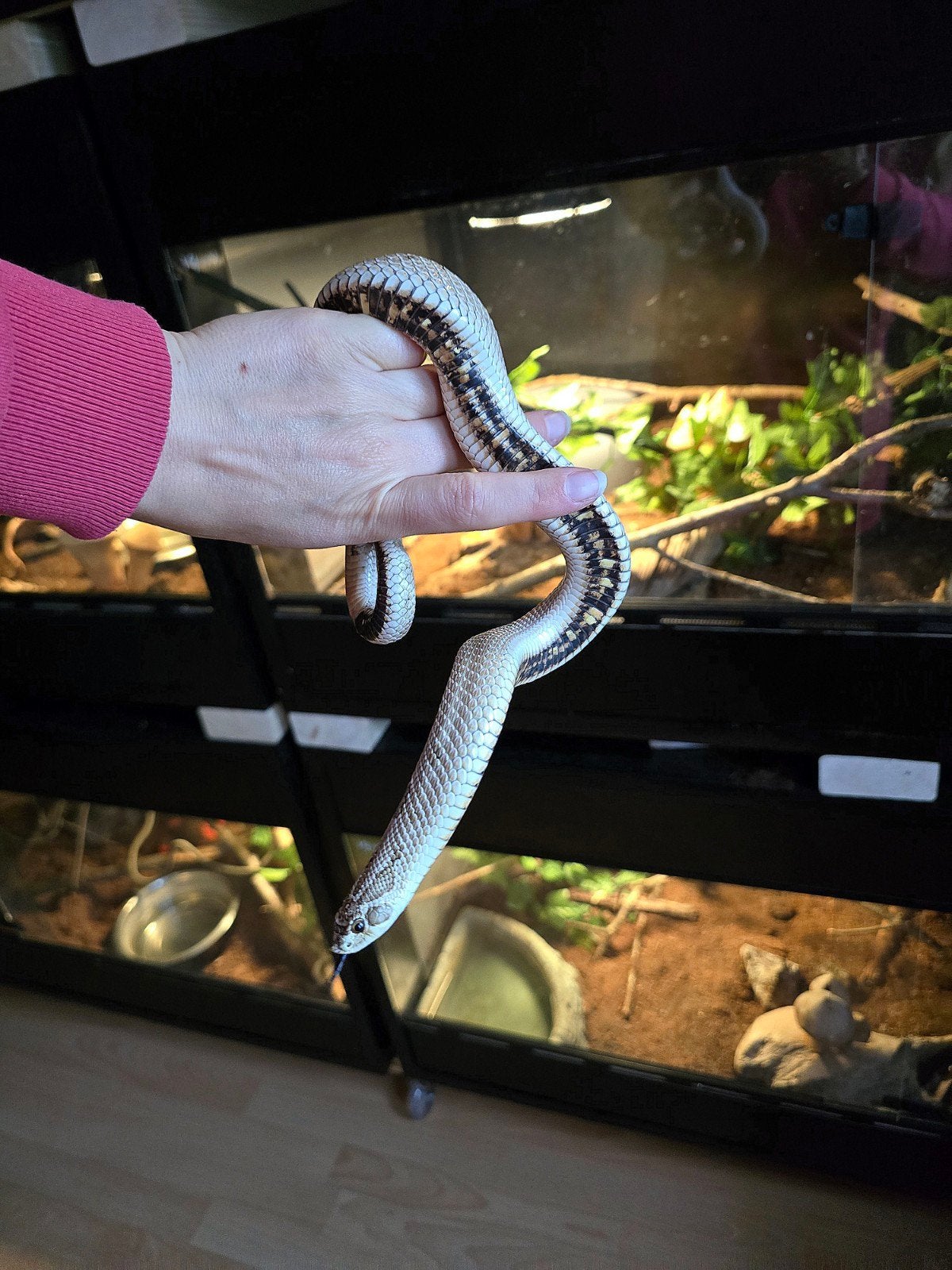 Haakneus Artic Anaconda evt met exoterra bak. Hognose Snake photo 3