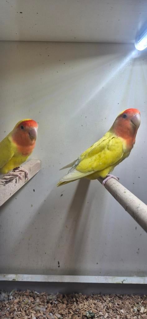 Agapornis lutino, Meerdere dieren, Parkiet, Geringd