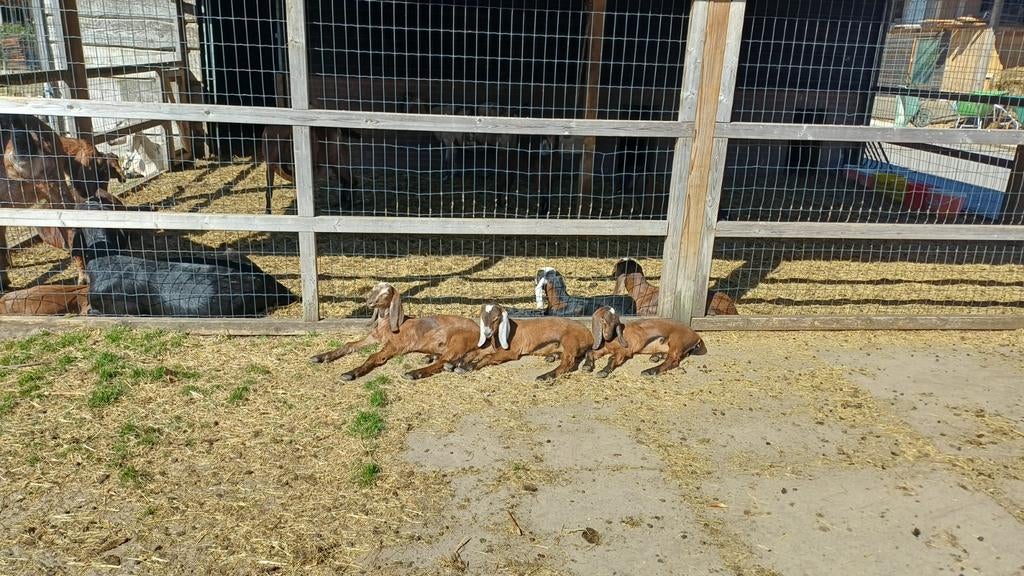 Mooie Nubische lammetjes. CL en CAE vrij gecertificeerd., Dieren en Toebehoren, Meerdere dieren, Geit