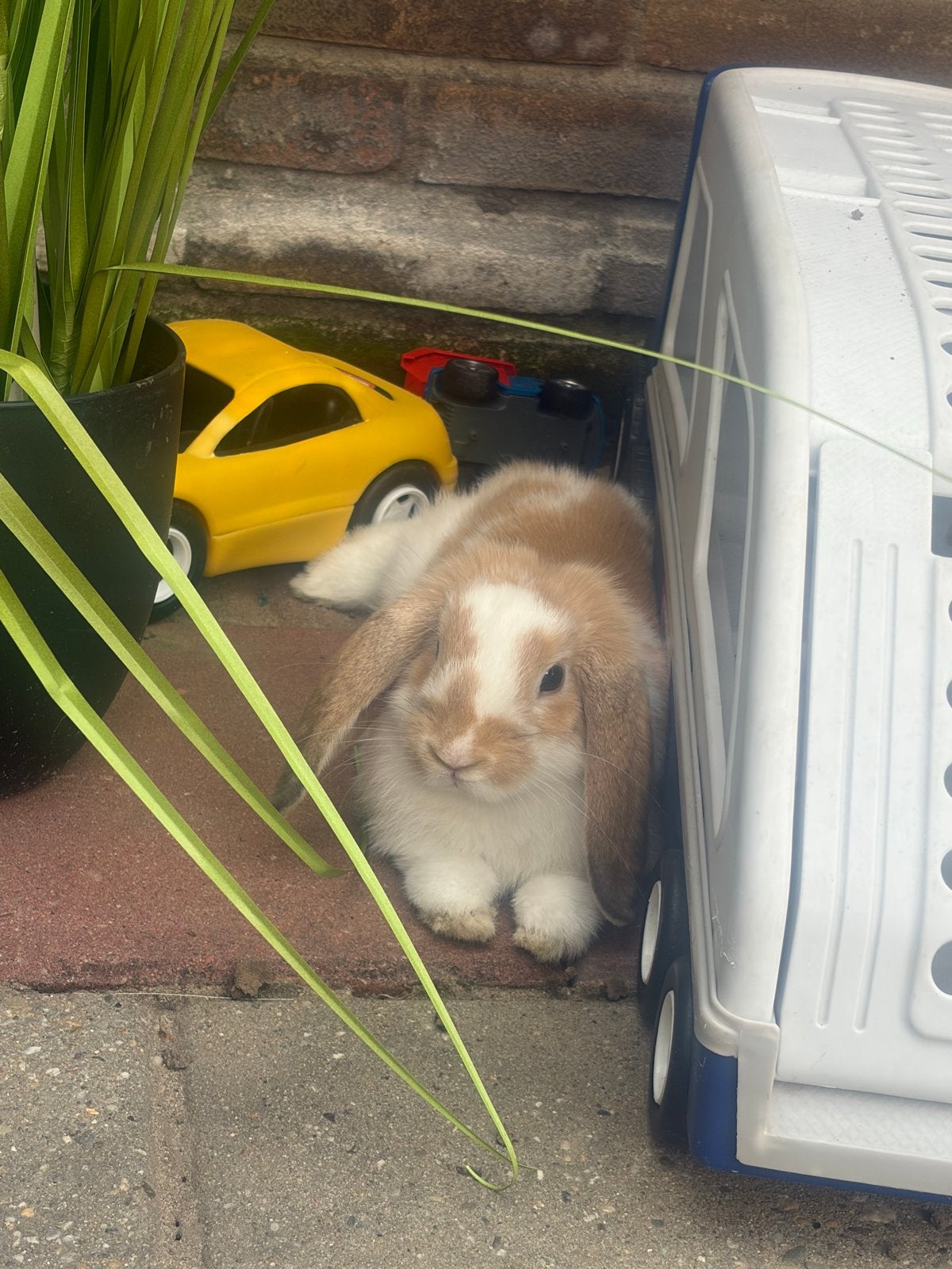 Ram&voedster, Meerdere dieren, Groot