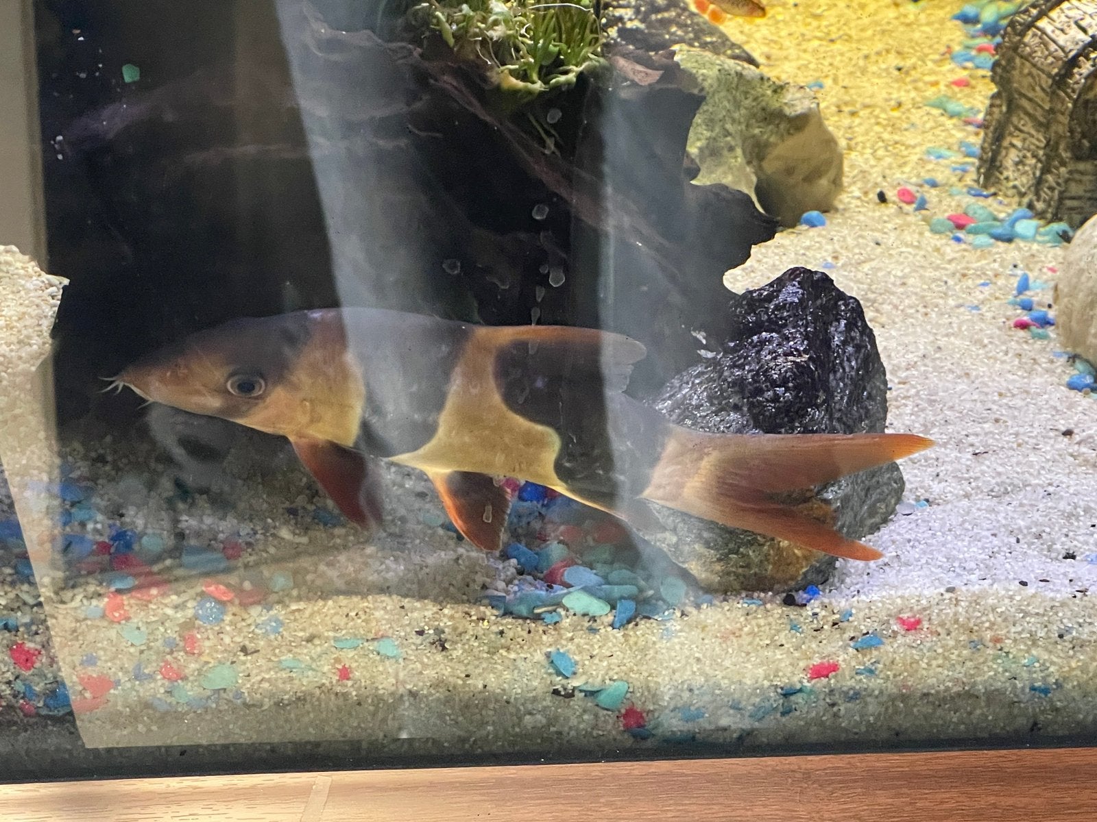 Clown Botia 4 stus, Vis, Zoetwatervis