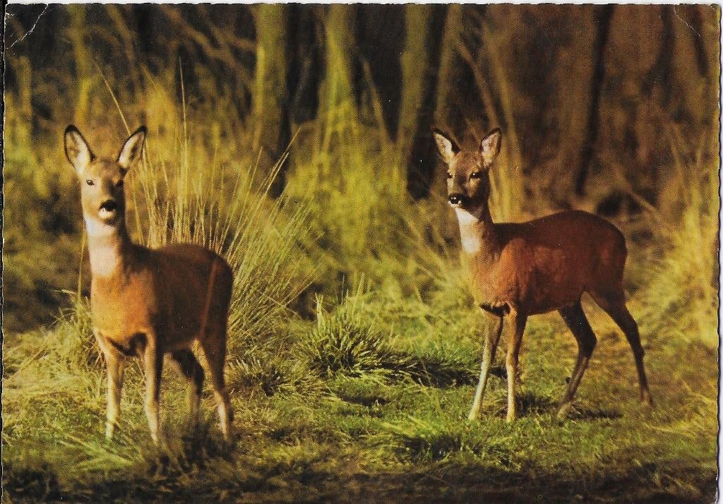 Sus541 gelopen ansichtkaart 1964 dieren in het bos Reeën, Ophalen of Verzenden, 1960 tot 1980, Gelopen