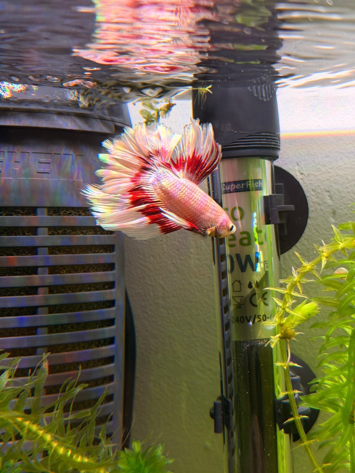 Kempvis betta, Vis