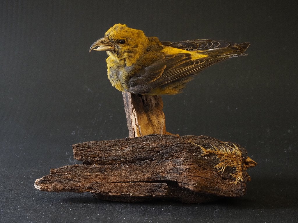 Opgezette Vogels, Verzamelen, Ophalen of Verzenden, Zo goed als nieuw, Vogel, Opgezet dier