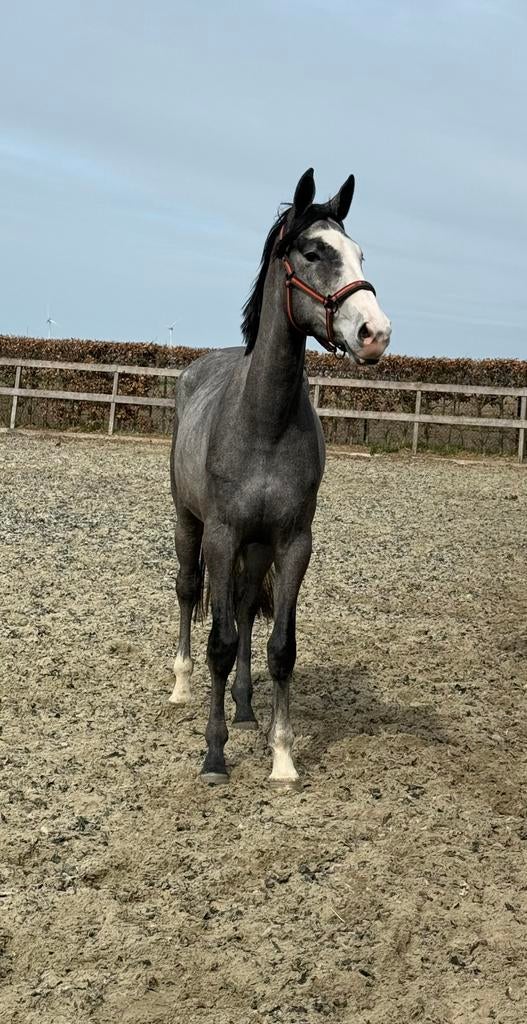 Springgefokte 3 jarige merrie, Dieren en Toebehoren, Merrie, 160 tot 165 cm, Springpaard, 3 tot 6 jaar