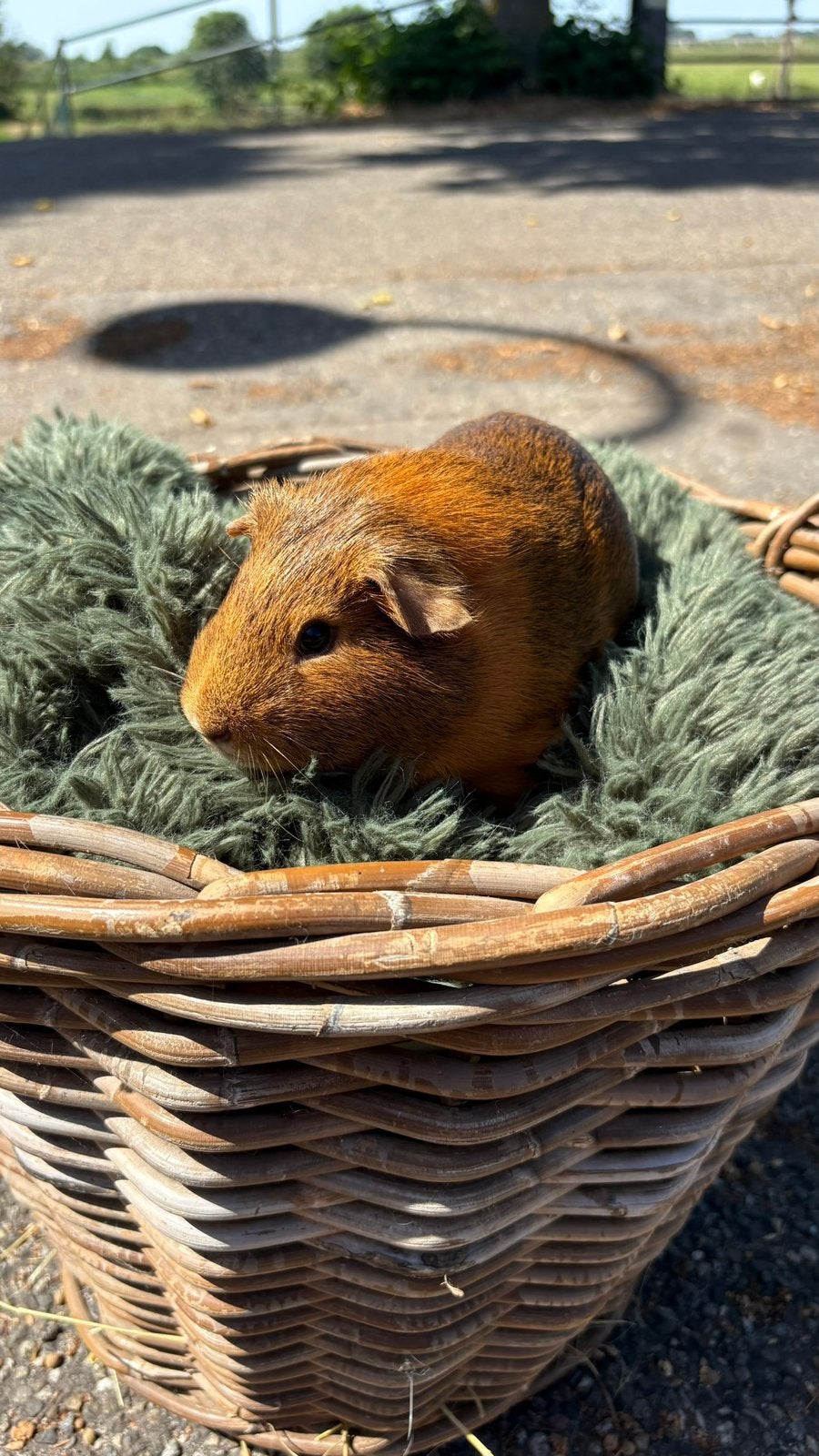 Cavia’s te koop, Dieren en Toebehoren, April, Mannelijk, Cavia