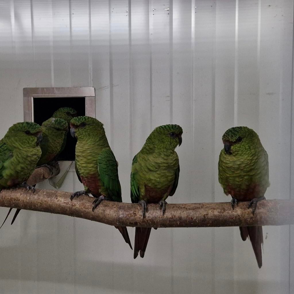 Meagelhaen ,  smaragd, ferrugineus Enicognathus aratinga, Dieren en Toebehoren, Vogels | Parkieten en Papegaaien, Vrouwelijk, Parkiet