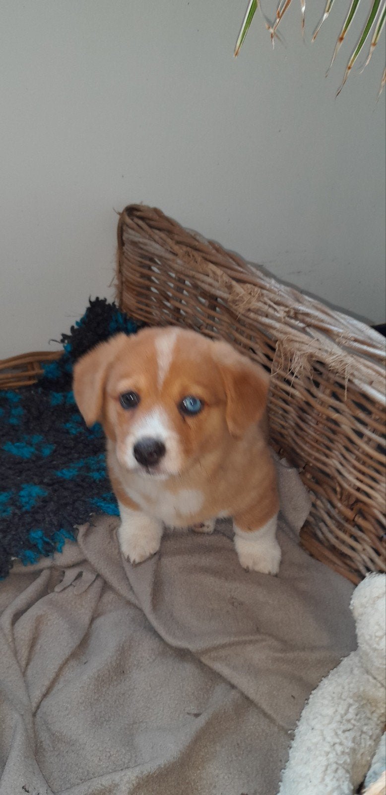 Welsh corgi cardigan pups, Parvo, Overige rassen, 8 tot 15 weken, Meerdere