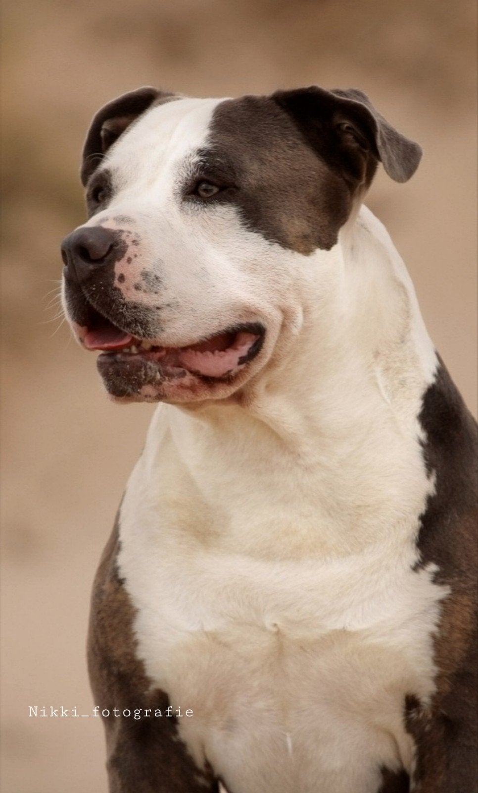 American Bully xl Dekreu *Getest *ABKC, Reu, Eén hond, 3 tot 5 jaar, Nederland