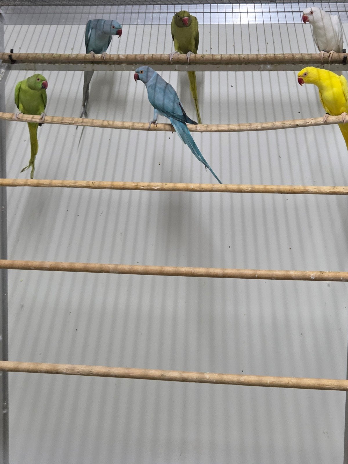 halband parkieten, Dieren en Toebehoren, Vogels | Parkieten en Papegaaien, Meerdere dieren, Parkiet
