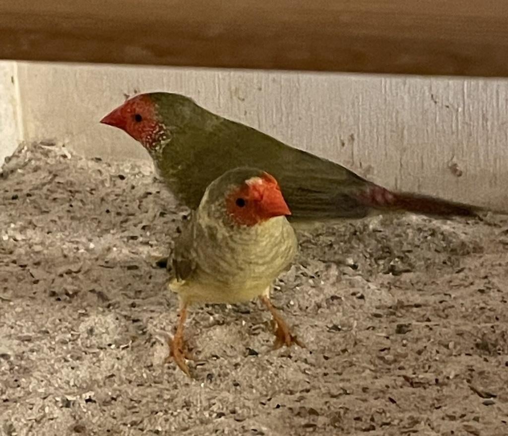 Bonte binsenastrilde pop te koop, Dieren en Toebehoren, Vogels | Overige Vogels, Meerdere dieren, Tropenvogel