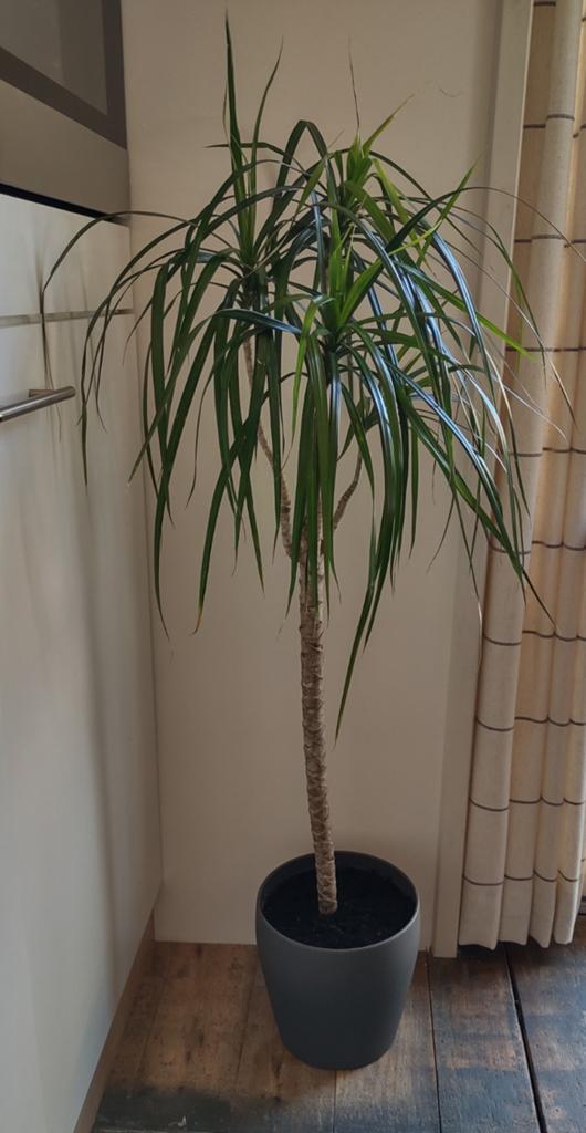 Dracaena Marginata - Drakenboom - Met pot, Groene kamerplant, Ophalen, In pot, 100 tot 150 cm