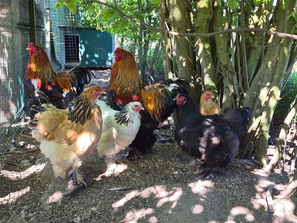 Broedeieren brahma groot, Dieren en Toebehoren, Pluimvee, Geslacht onbekend, Kip