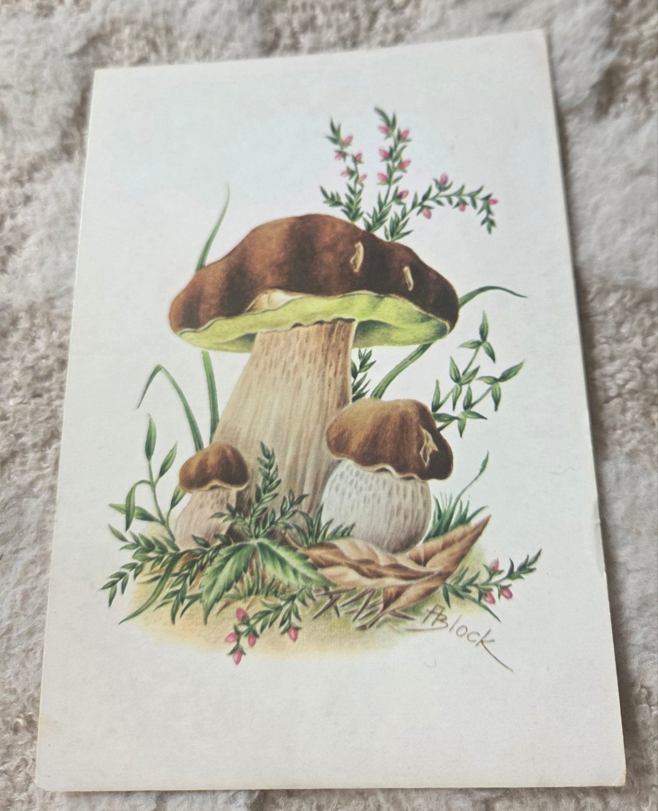 Vintage Paddenstoelen Ansichtkaart, Ophalen of Verzenden, 1960 tot 1980, Gelopen, Natuur