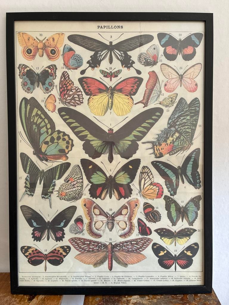 Poster Vlinders - Cavallini & Co - in zwarte lijst, Ophalen, Rechthoekig Staand, Met lijst, Deurposter of groter