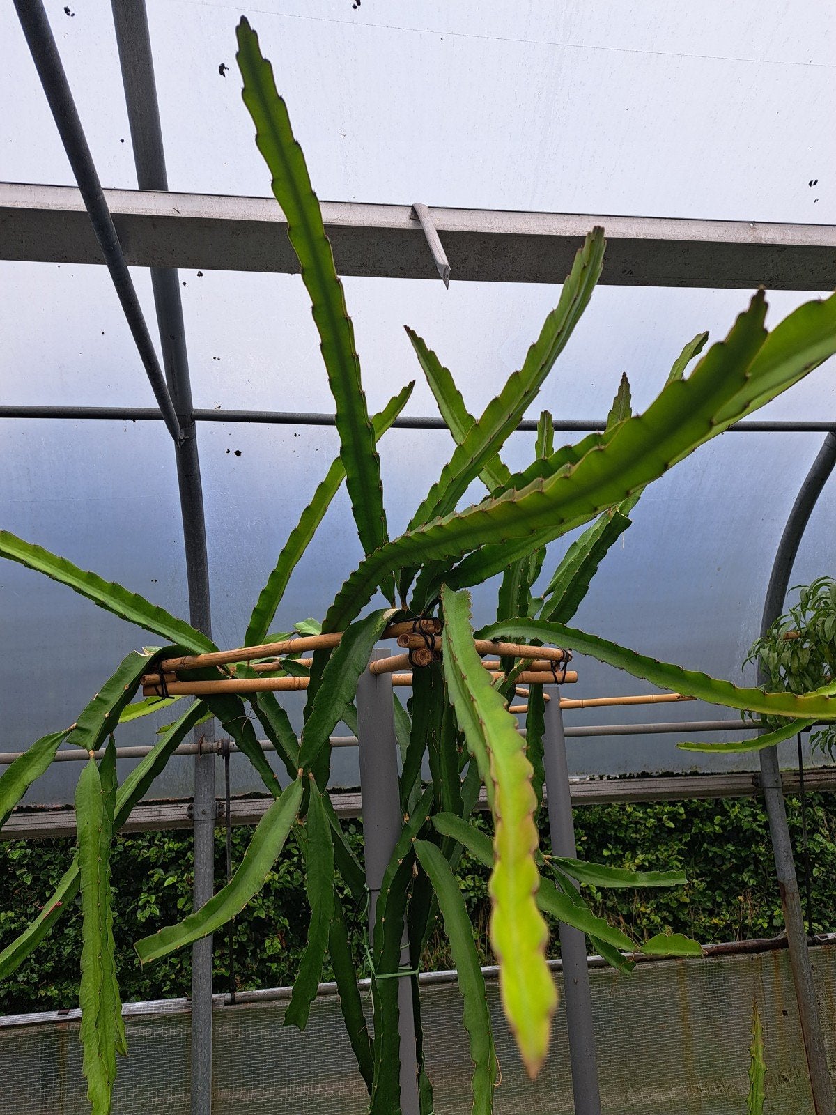 stekken Dragon fruit, Volle zon, Minder dan 100 cm, Zomer, Overige soorten