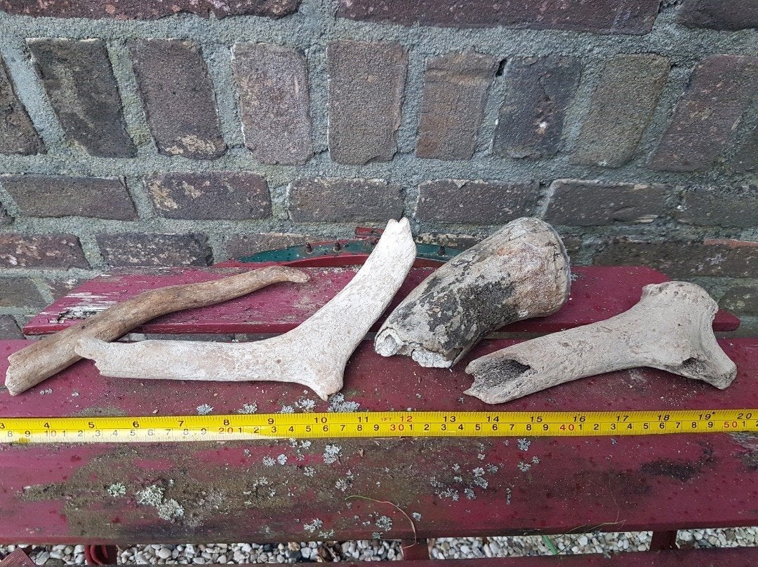 Fossiele geweien gewei delen rendier reuzenhert pleistoceen, Verzamelen, Ophalen of Verzenden, Fossiel