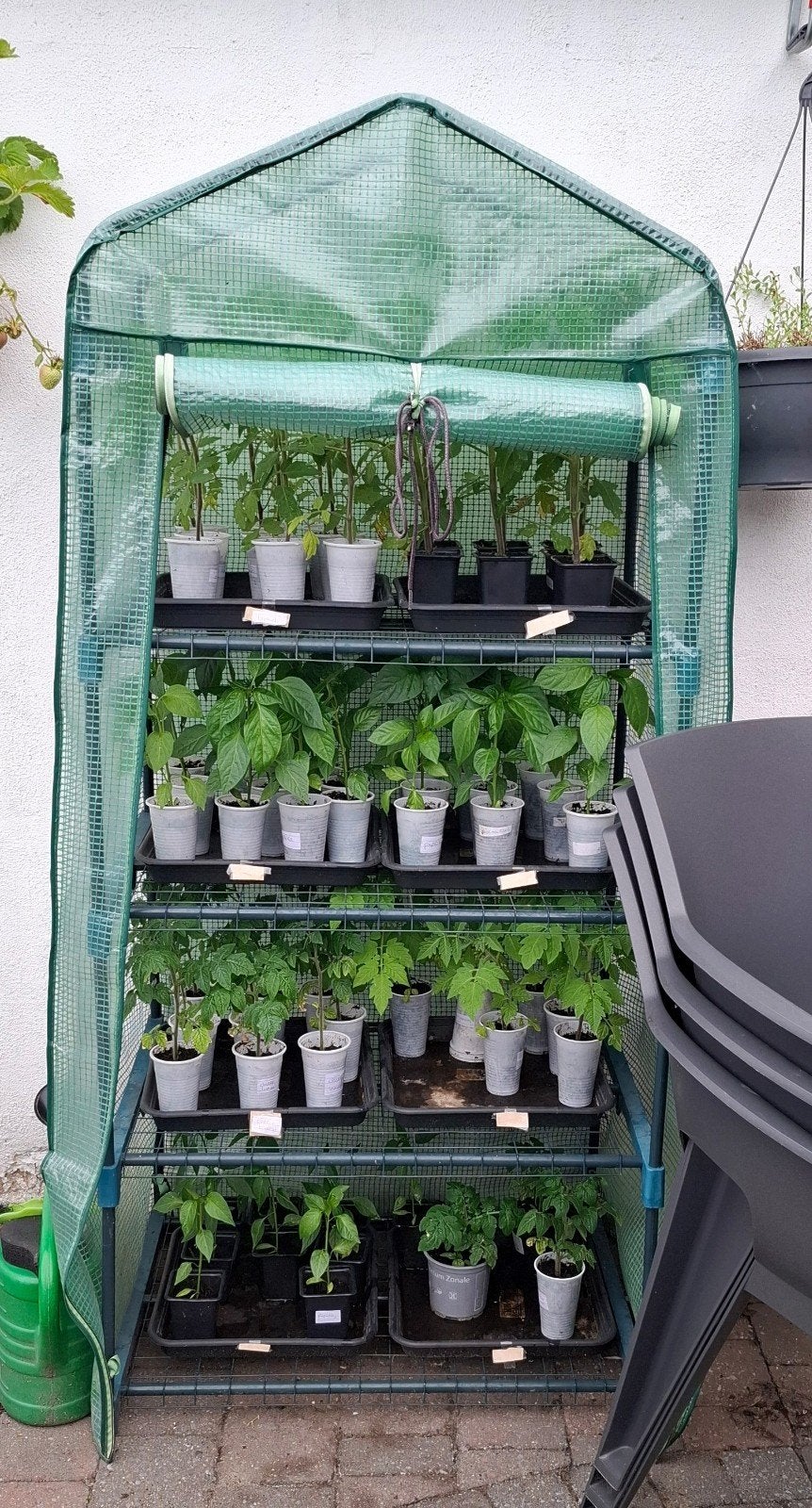 Planten, Tuin en Terras, Planten | Tuinplanten, Ophalen, Eenjarig, Groenteplanten, Volle zon