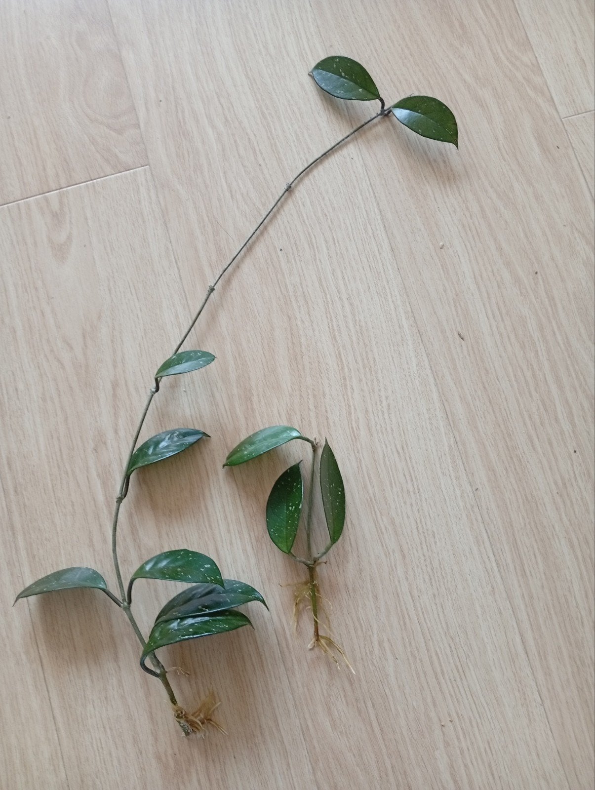 Hoya carnosa stekjes, Ophalen, Halfschaduw, Minder dan 100 cm