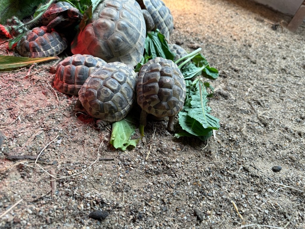 Griekse landschildpad (Testudo Hermanni), Dieren en Toebehoren, Reptielen en Amfibieën, Schildpad, 0 tot 2 jaar