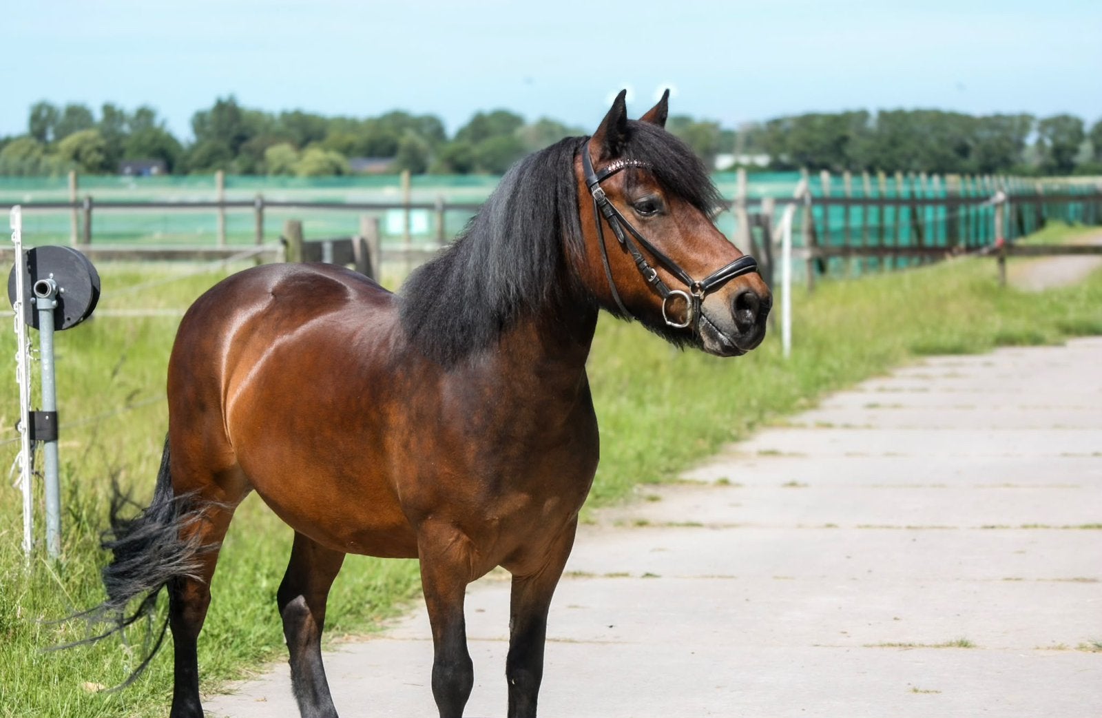 Leuke stevige C-pony te koop, Gechipt, Ruin, C pony (1.27m tot 1.37m), 7 tot 10 jaar