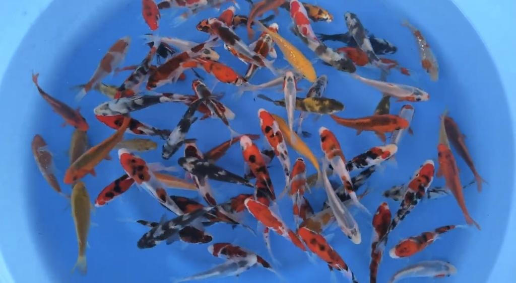 Japanse Koi Otsuka Tosai Mix 10-12 CM, Karper of Koi