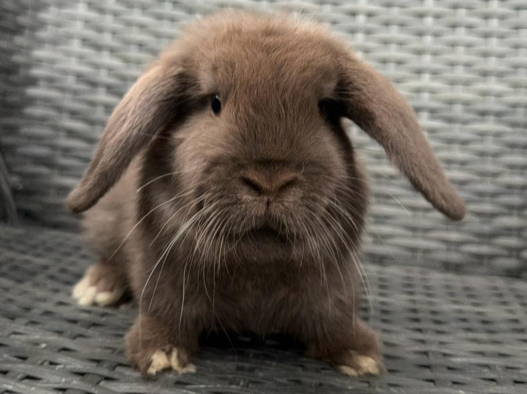 Liefdevol huisje gezocht voor lief hangoordwerg konijntje, Dieren en Toebehoren, Konijnen, Mannelijk, Dwerg, Hangoor, 0 tot 2 jaar