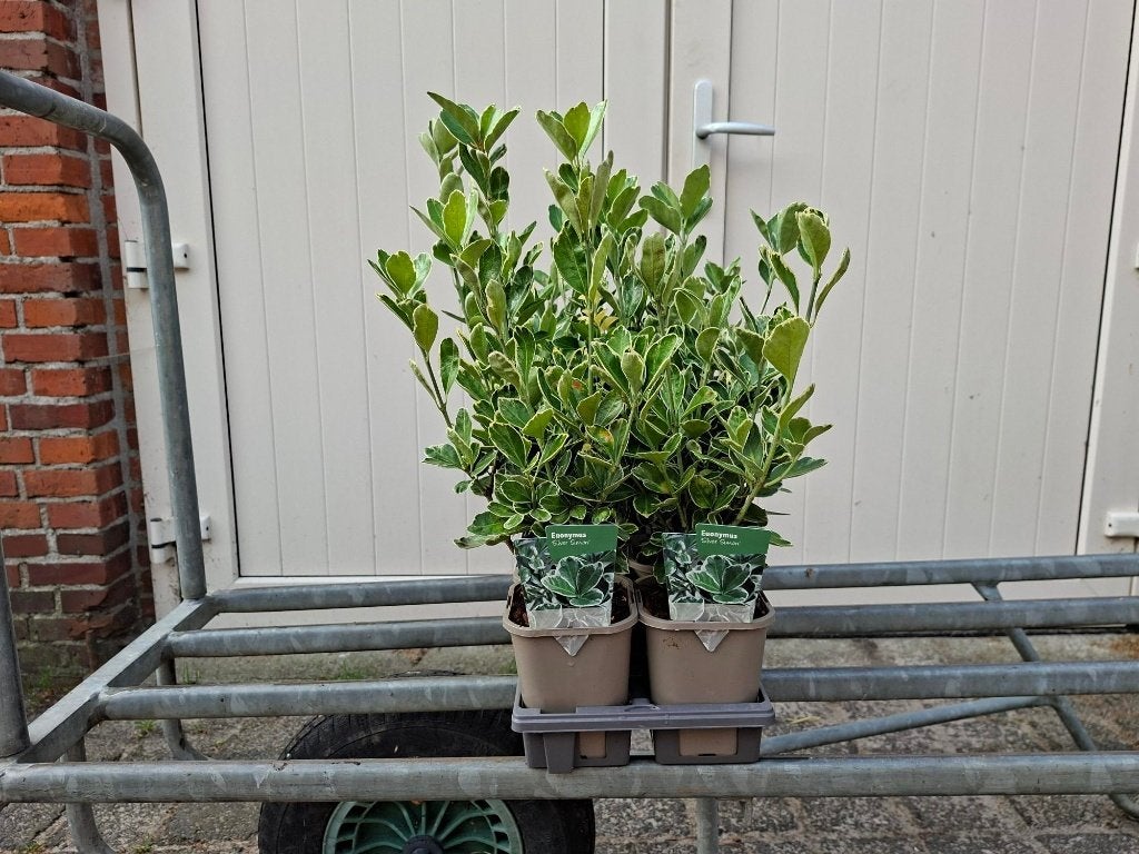 Mooie Euonymus 'Silver Simon' (Kardinaalsmuts) in pot!, Ophalen, Overige soorten, Struik, Minder dan 100 cm