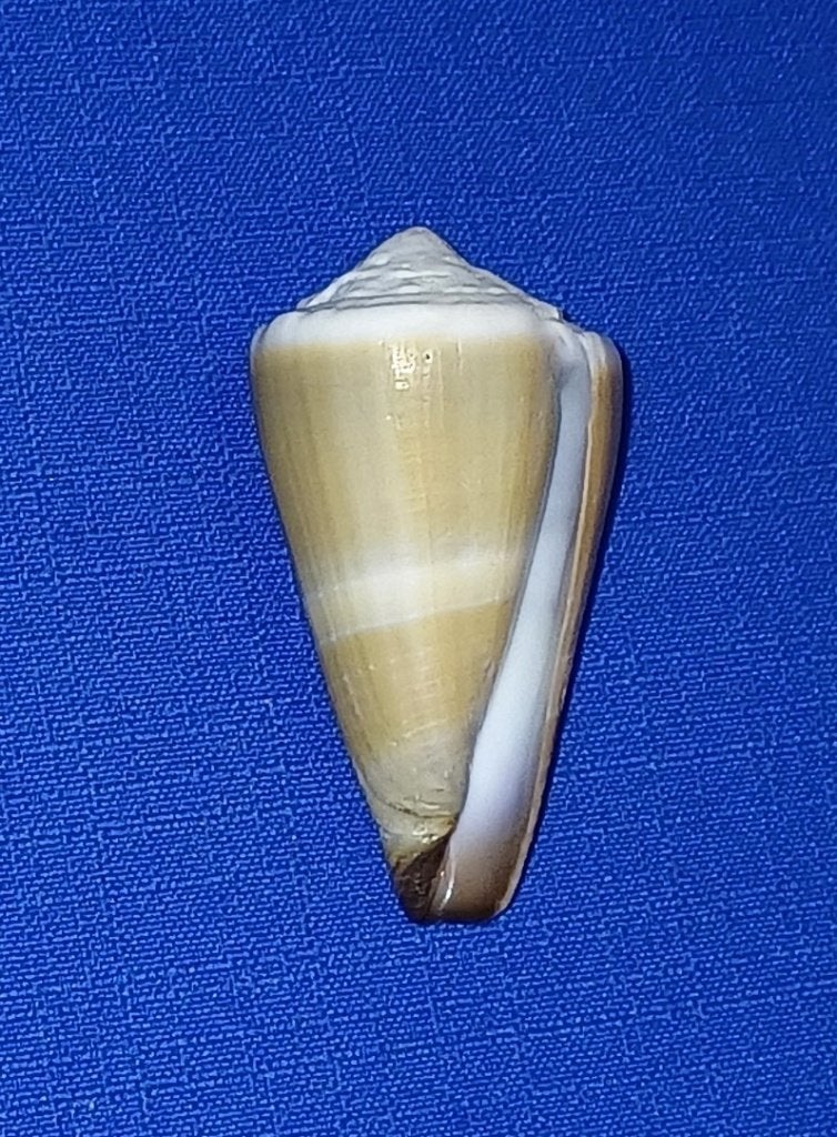 Schelpen, Conus flavidus,, Verzamelen, Ophalen of Verzenden, Schelp(en)