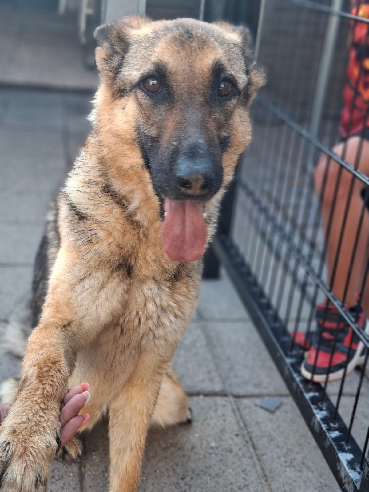 Duitse herder Mila, Dieren en Toebehoren, Teef, Eén hond, Nederland, Particulier