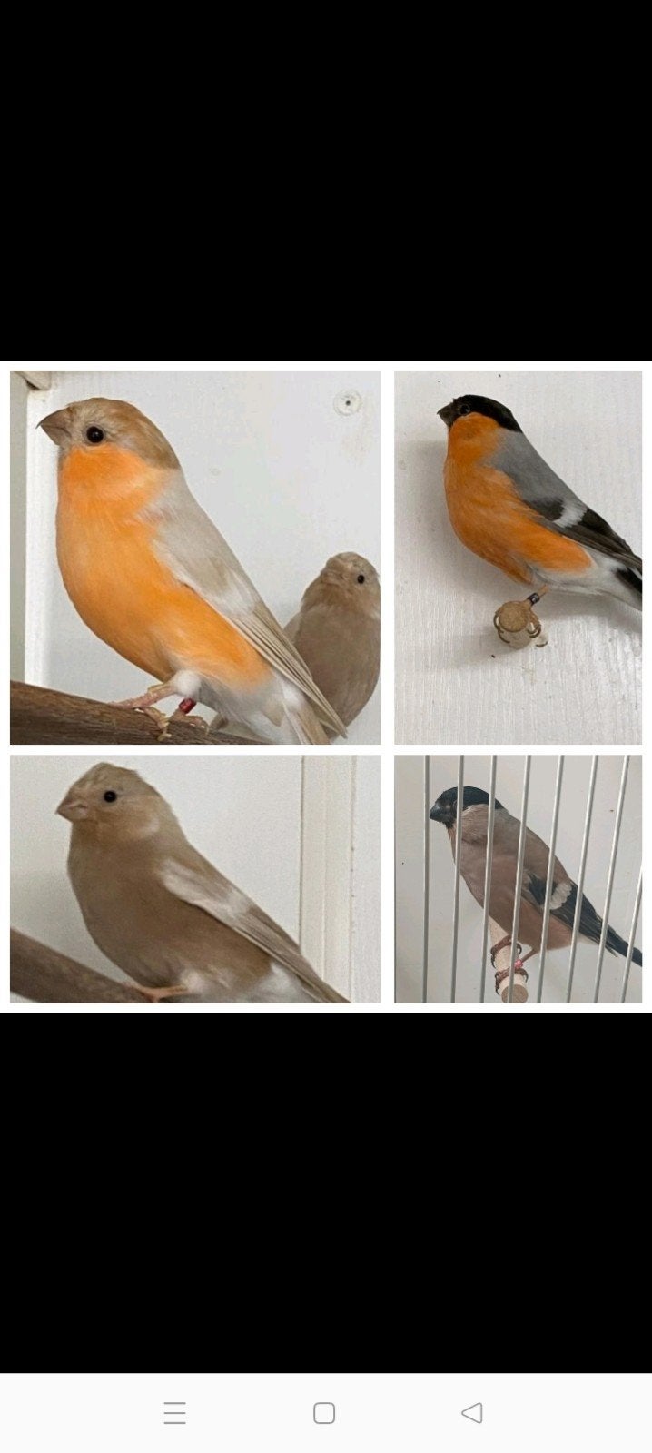 2 koppels goudvinken opnieuw aangeboden., Dieren en Toebehoren, Meerdere dieren
