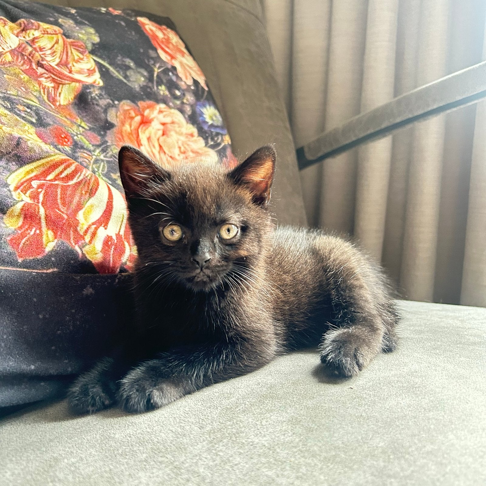 Kitten, Poes