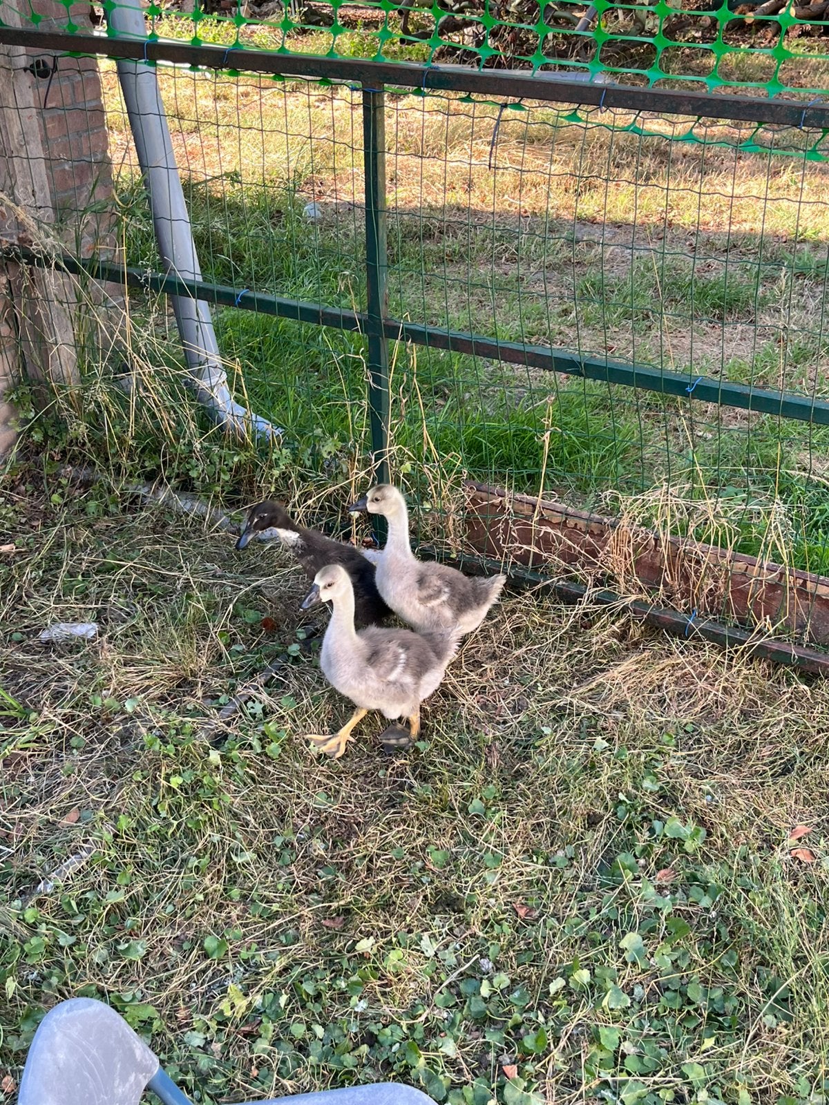 Chinese Knobbelgans kuikens!, Meerdere dieren, Overige soorten