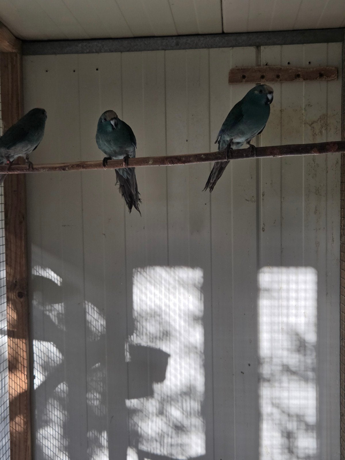 kakariki, Dieren en Toebehoren, Meerdere dieren, Parkiet, Geringd