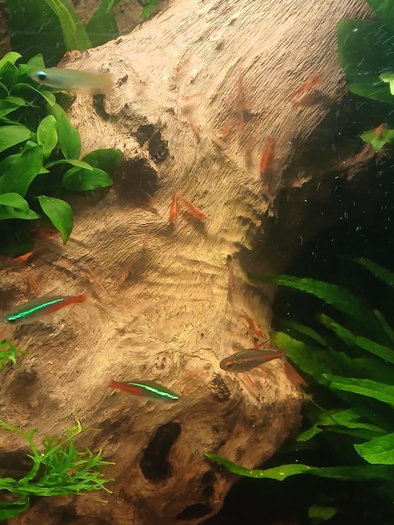 Vuurgarnalen, Dieren en Toebehoren, Kreeft, Krab of Garnaal