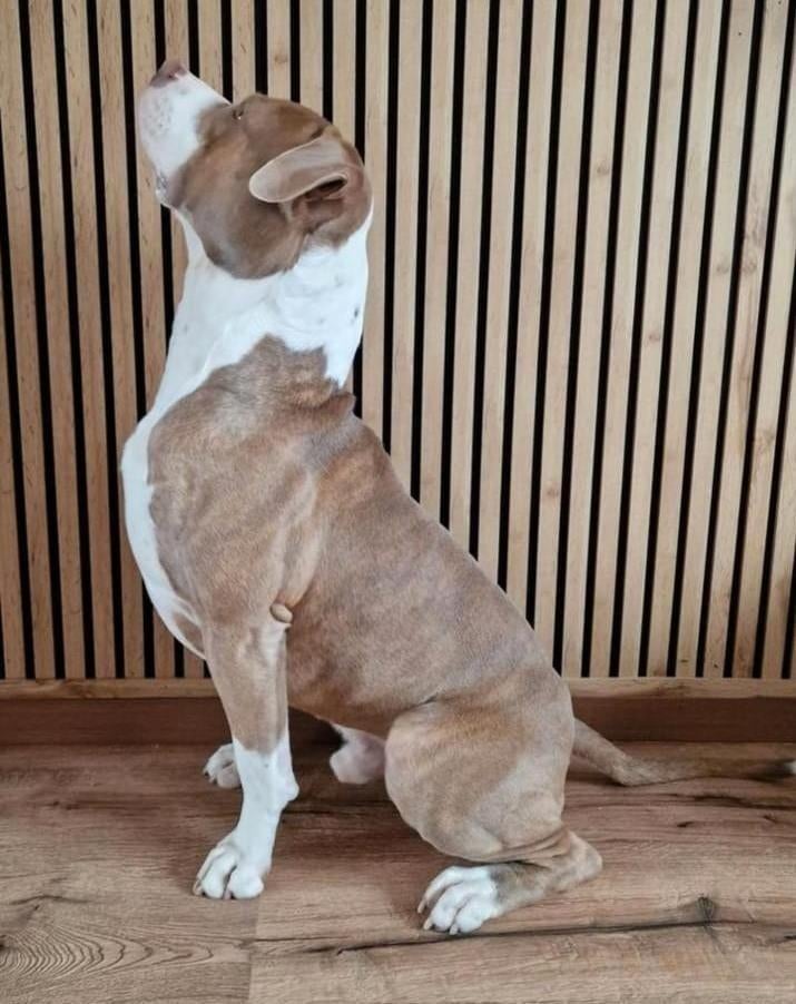 American Bully XL️ Stamboom✅️ ABKC️✅️Te koop️✅️Dekreu, Dieren en Toebehoren, Reu, 1 tot 2 jaar, Parvo, Eén hond