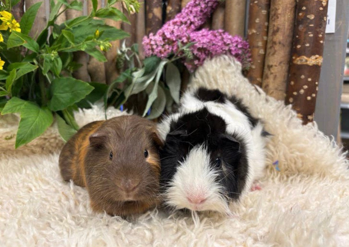 Super knap cavia koppel ( met zorg gematcht), Cavia, April, Mannelijk, Tam