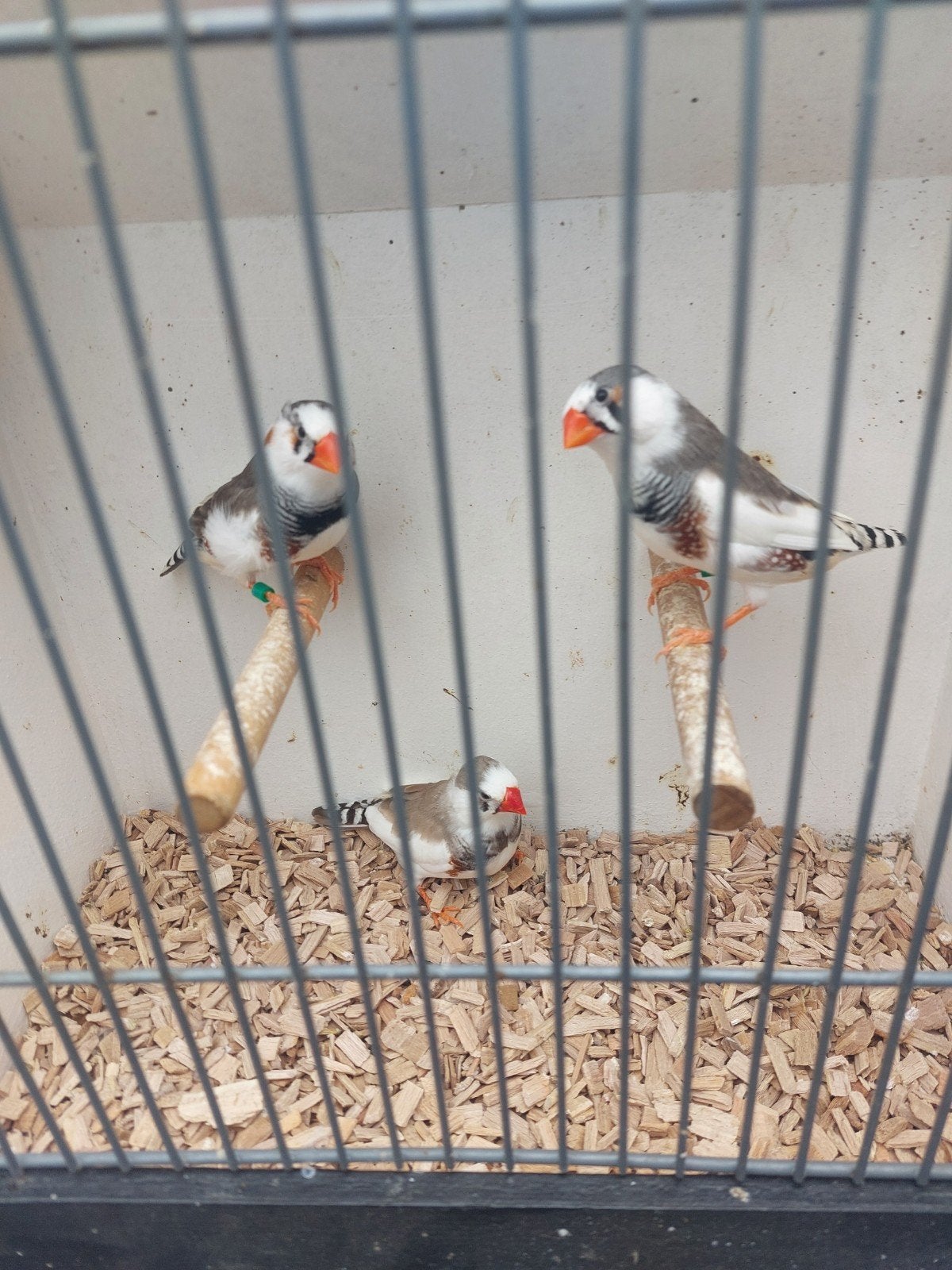 zebravinken mannen, Dieren en Toebehoren, Meerdere dieren