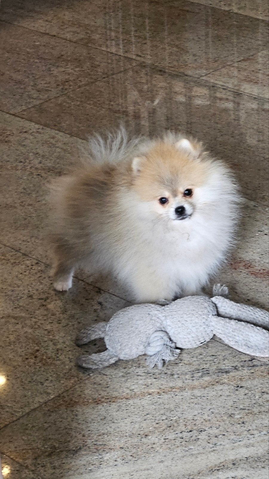 klein pomeranian  reutje fci stamboom, Particulier, Keeshond, 15 weken tot 1 jaar, Reu