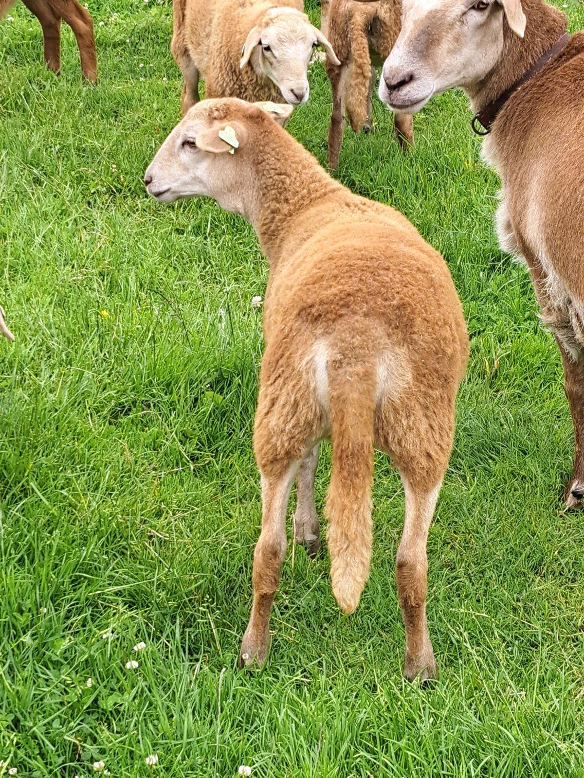 Nolana zelfruiende schapen. Nog 4 Ramlammeren, Meerdere dieren, Schaap
