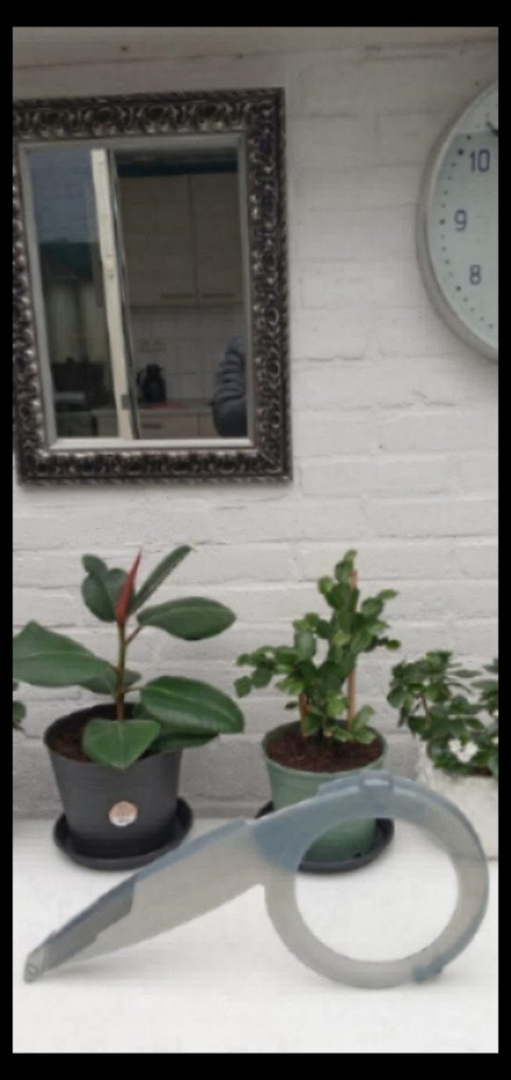Nieuwe kettingkasten, Ophalen of Verzenden, Eenjarig, Overige soorten, Volle zon