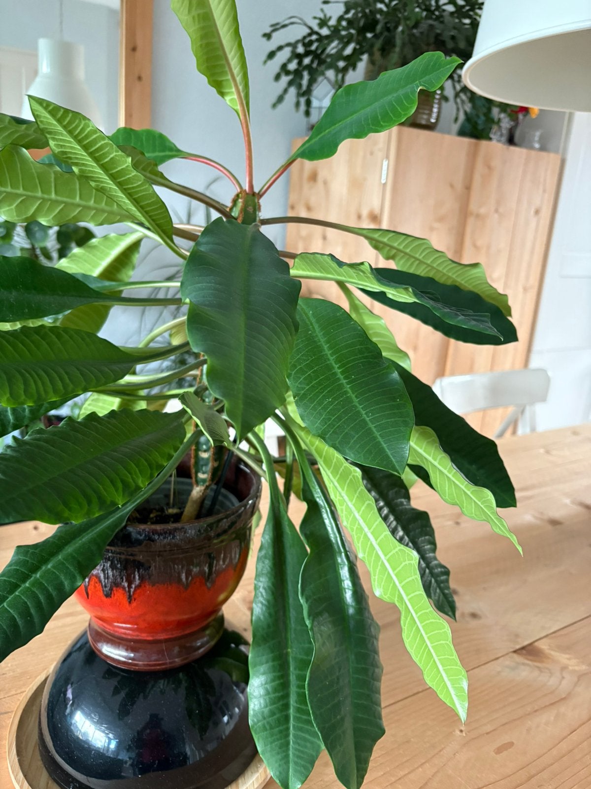 Madagaskar jewel, Ophalen, Halfschaduw, Minder dan 100 cm