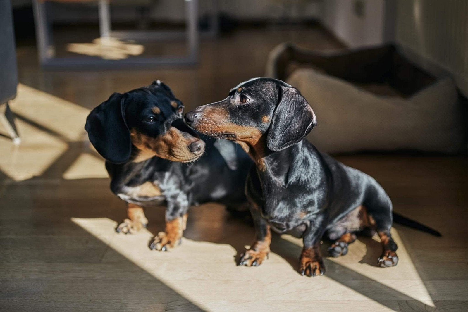 korthaire miniatuur dwergteckelpups dople, 8 tot 15 weken, Korthaar, Dwerg, Meerdere