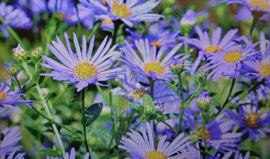 Asters, Ophalen, Volle zon