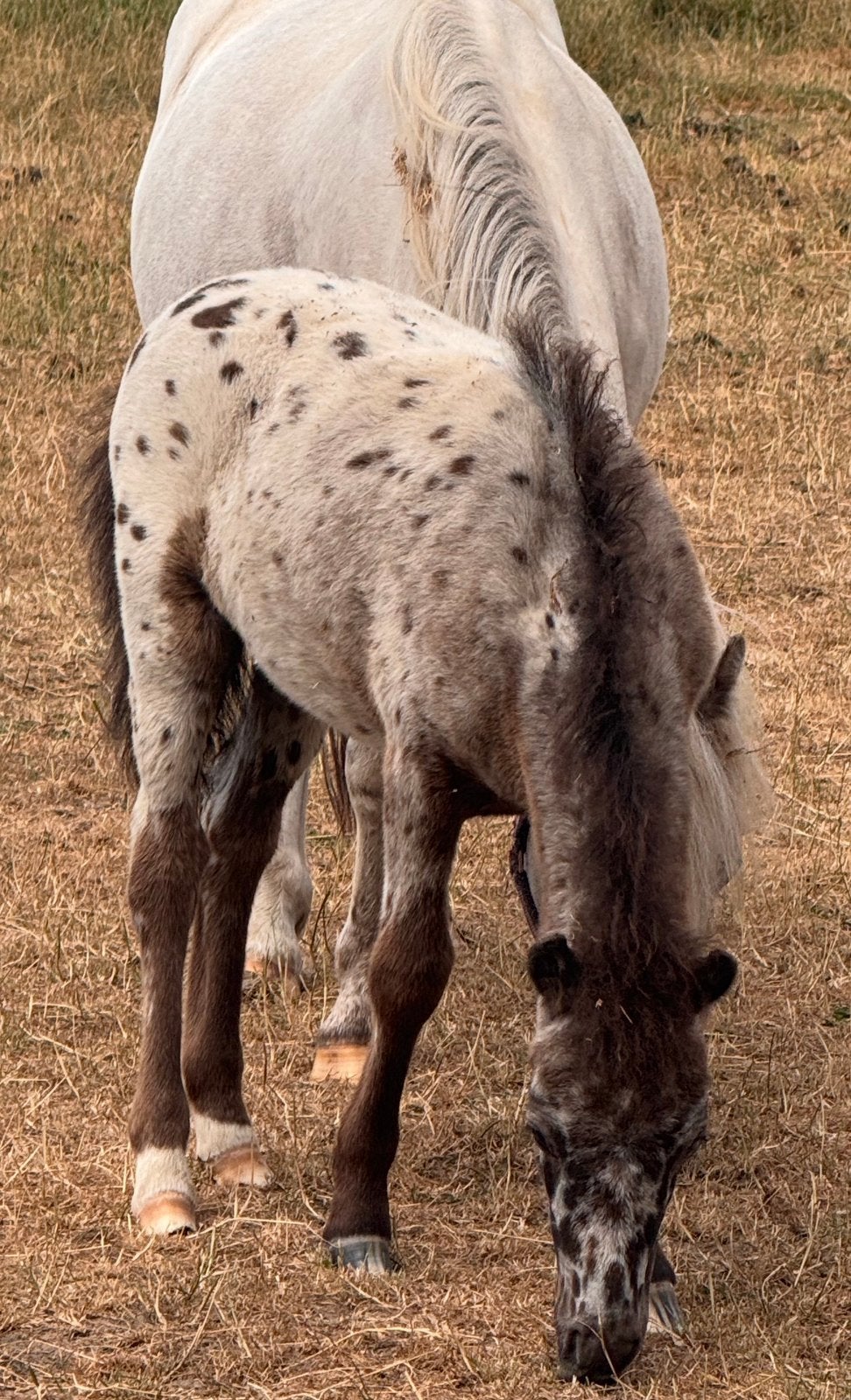 💖prachtige veulens beschikbaar 💖Stamboek merries  Kroon💖, Merrie, A pony (tot 1.17m), Met stamboom, 7 tot 10 jaar